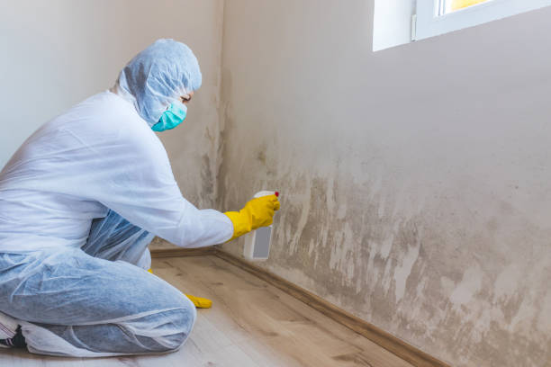 Licensed Black Mold Removal service in Hainesport, NJ - WQB Mold Removal