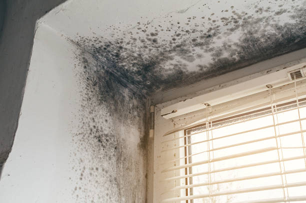 Affordable Black Mold Removal solutions in Hainesport, NJ